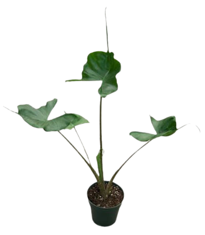 Alocasia Stingray